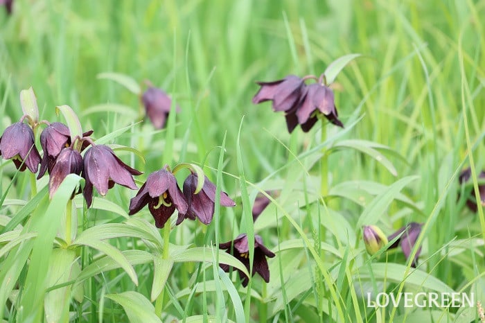 黒百合 クロユリ 黒百合 クロユリ