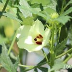 オクラの花　特徴　育て方　美しい