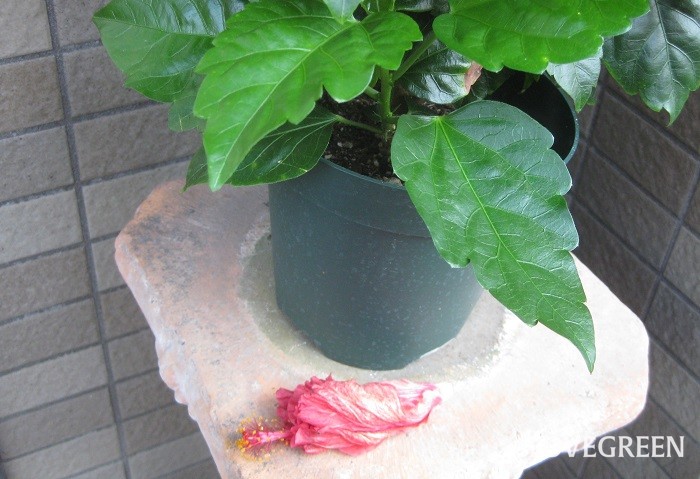 ハイビスカス　咲かない理由　対処法　日当たり　水やり　肥料　虫　植え替え　花がら摘み