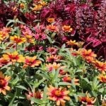 ジニア　育て方　特徴　水やり　追肥　肥料　花がら取り