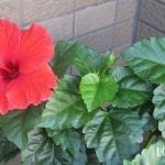 ハイビスカス　咲かない理由　対処法　日当たり　水やり　肥料　虫　植え替え　花がら摘み