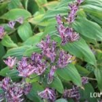 ホトトギス　秋の花　育て方　特徴　半日陰　シェードガーデン　多年草