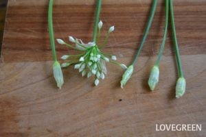 【野菜の花】花ニラとは? 食べ方とハナニラ(イフェイオン)との違い | LOVEGREEN(ラブグリーン)
