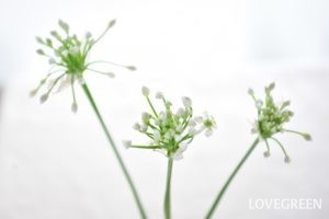 【野菜の花】花ニラとは? 食べ方とハナニラ(イフェイオン)との違い | LOVEGREEN(ラブグリーン)