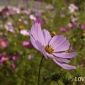 9月が旬の花コスモス