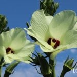 オクラの花　特徴　育て方　美しい