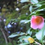 椿（ツバキ）とは？花言葉、花の季節、育て方、種類。山茶花との違い