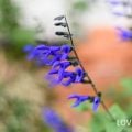 育てやすい多年草|メドーセージ