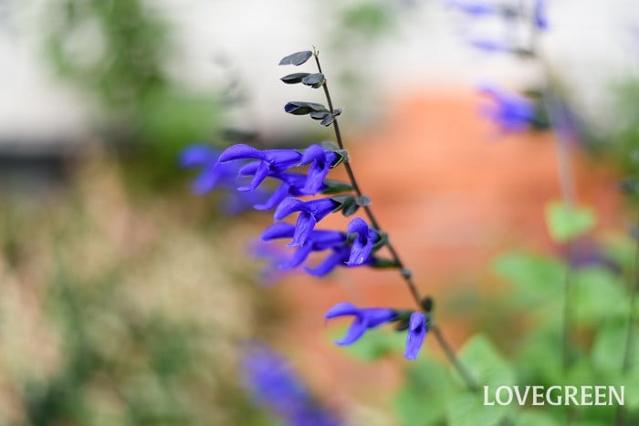 メドーセージ 育てやすい多年草|メドーセージ