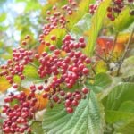 10月が旬の野菜、果物、魚、花44種。秋の恵みを五感で味わう