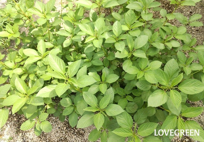 モロヘイヤ　収穫　葉　茎　育て方　特徴