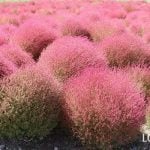 コキア　育て方　特徴　紅葉