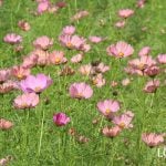 コスモス　特徴　育て方　秋の花