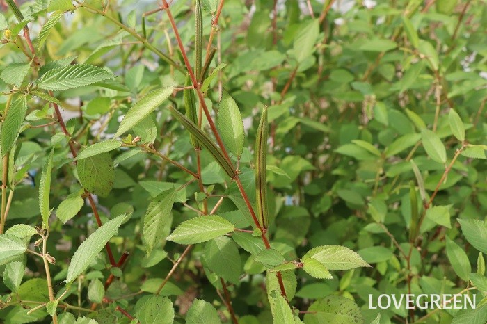 モロヘイヤ　莢　毒　収穫　葉　茎　育て方　特徴