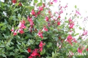 セージの花言葉|花と葉の特徴、種類、名前と花言葉の由来 | LOVEGREEN(ラブグリーン)