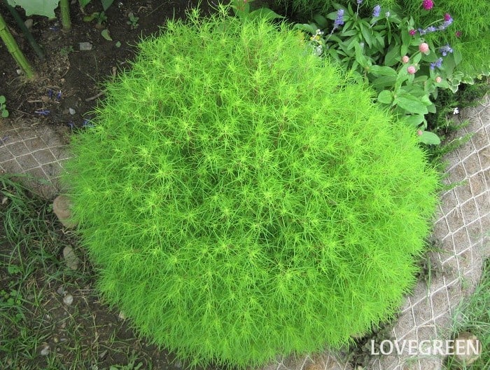 コキア コキア 育て方 特徴 紅葉