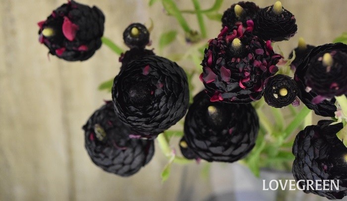 黒い花40種 花言葉を添えて ガーデニングのおしゃれなアクセント Lovegreen ラブグリーン