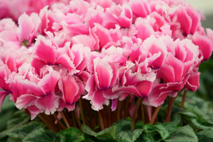 Canva画像　シクラメン