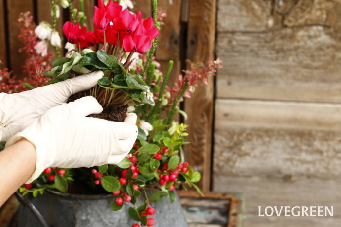 ガーデンシクラメンを使ったセンスのいい寄せ植え　おしゃれに作るコツ　花がら取り　植え付け　育て方
