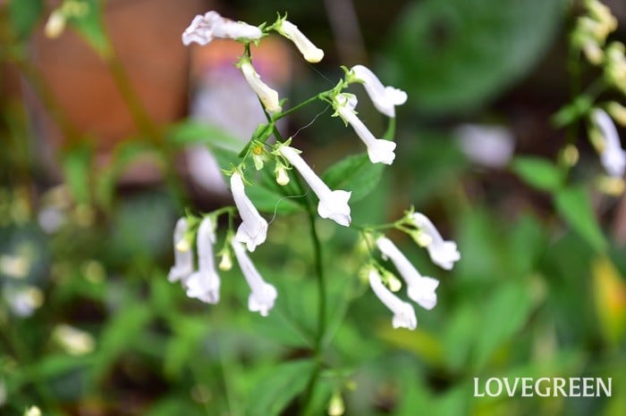 白花アキチョウジ