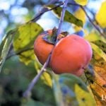 11月が旬の食べ物｜野菜、果物、魚。五感全部で実りの秋を楽しむ