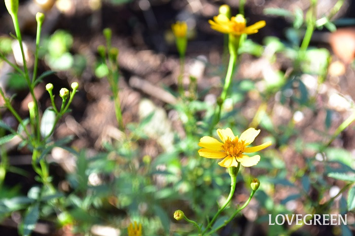 レモンマリーゴールドの花言葉 種類 特徴 色別の花言葉 Lovegreen ラブグリーン