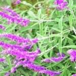 ボタニカルキャンドル　52　　アメジストセージ ボタニカルキャンドル トール カメリア \u0026 パーシモン | ROSY RINGS