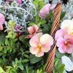 パンジー・ビオラを使ったセンスのいい寄せ植え　特徴　ポイント　コツ　カラーリーフ　シルバーリーフ　