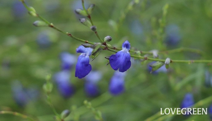 コバルトセージの花言葉 種類 特徴 色別の花言葉 Lovegreen ラブグリーン
