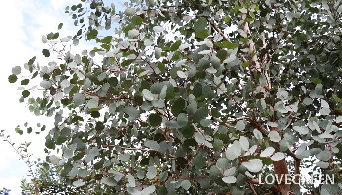 ユーカリ・ポポラス　シンボルツリー　常緑樹　シルバーリーフ　ハートの形の葉　