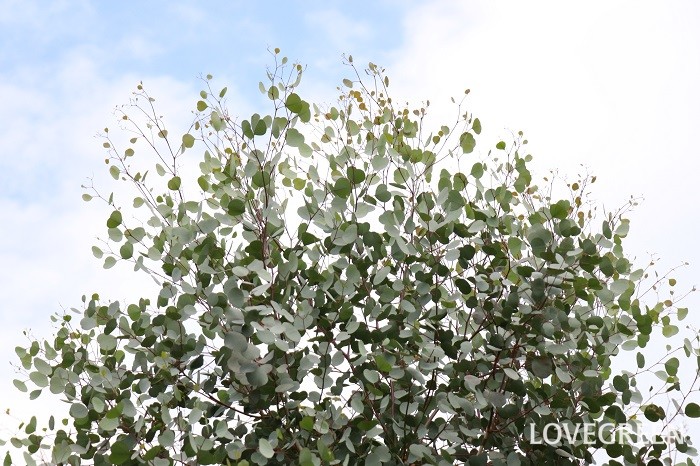 ユーカリ・ポポラス　シンボルツリー　常緑樹　シルバーリーフ　ハートの形の葉　