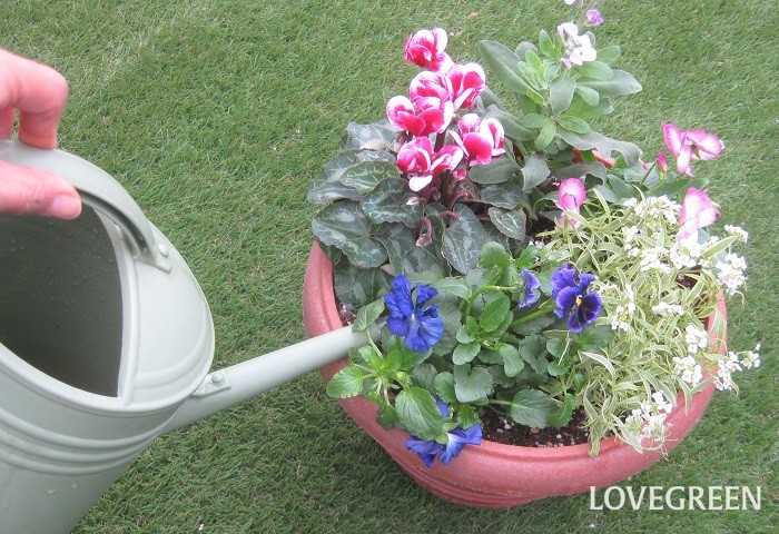ガーデンシクラメンを使ったセンスのいい寄せ植え　おしゃれに作るコツ　花がら取り　植え付け　育て方