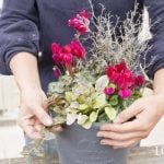 ガーデンシクラメンを使ったセンスのいい寄せ植え　おしゃれに作るコツ　花がら取り　植え付け　育て方　夏越し方法