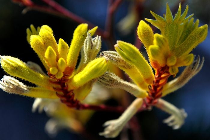 canva カンガルーポー