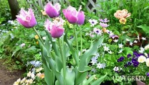 冬から春まで楽しめる寄せ植え｜チューリップとビオラのダブルデッカーの作り方と生長記録