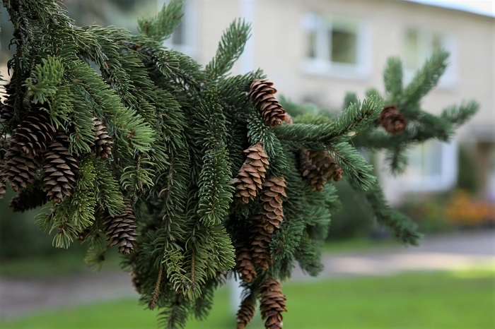 もみの木　クリスマス　クリスマスリース　クリスマスツリー　針葉樹　常緑樹　特徴　合わせ方　育て方