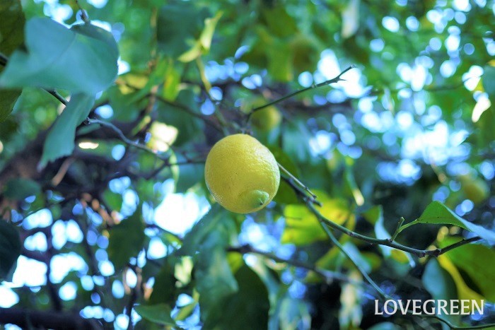 12月が旬の果物（フルーツ）レモン