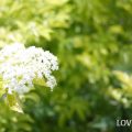 縁起のいい植物｜エルダーフラワー
