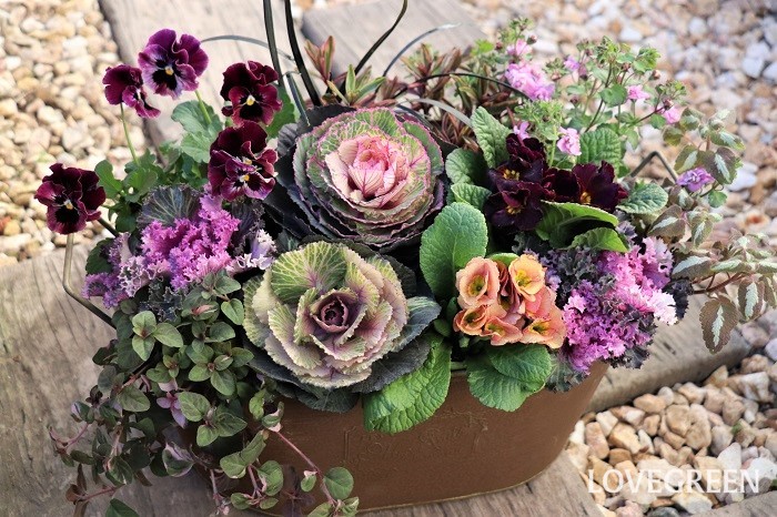 葉牡丹　寄せ植え