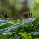 クロロウバイ/株立ち【現品発送】管理70359 クロロウバイ/株立ち【現品発送】管理70359 - メルカリ