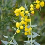 三角葉アカシアの育て方・栽培方法 | LOVEGREEN(ラブグリーン)