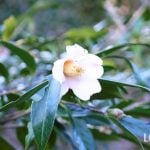 縁起のいい木25種。玄関や庭木におすすめの種類からご神木まで