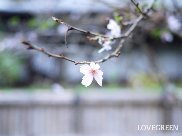 1月が旬の花や木冬桜