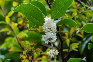 Adobeヒイラギの花