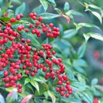 adobestock南天