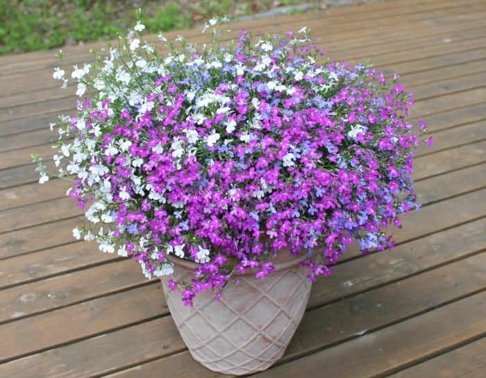花壇でも鉢植えでも楽しめるロベリア「アズーロコンパクト」