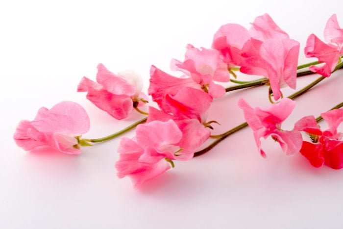 スイートピー　canva画像