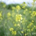 ナバナ(菜花)