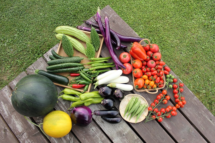 美味しい 健康野菜 家庭菜園  おすすめ苗　本気野菜　美健菜果