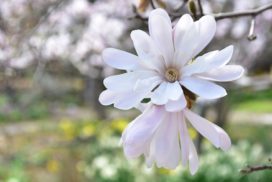 コブシの花言葉|花の特徴やハクモクレンとの見分け方 | LOVEGREEN(ラブグリーン)